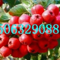 大五棱山楂苗，紅肉山楂苗，甜山楂苗，大金星山楂苗