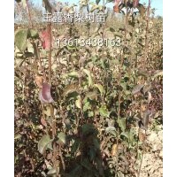紅香酥梨樹苗價格，山西梨樹苗基地