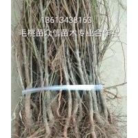 毛桃實生苗價格