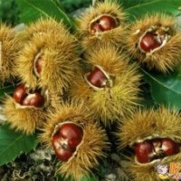 大紅袍，中華栗王，華光、石豐、玉豐、寶元