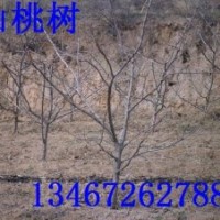 桃樹苗 山西桃樹苗 桃樹苗價格 嫁接桃樹苗