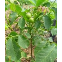 供應薄皮核桃苗，8518核桃苗，山西核桃苗