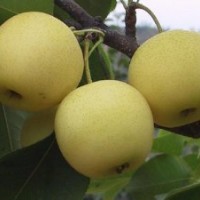 批量供應梨樹果 銷售各種果樹高度梨樹苗 嫁接梨樹苗 量大優惠