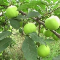 泰安蘋果苗 大量批發嫁接蘋果苗 高產量蘋果苗 現貨銷售蘋果小苗