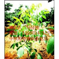 中核短枝品種來歷，河南優良核桃苗，早實核桃苗價格