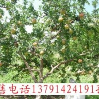 批發石榴苗石榴盆栽樹