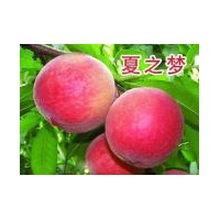映霜紅桃苗那里買，2公分以上桃樹苗那里買--山東臨沂世源苗木