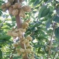 供應桂花蜜果桑苗