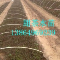 供應甜茶苗，甜茶種子，甜茶水苗
