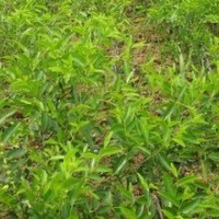 棗樹苗、蘋果苗、山楂苗