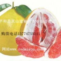 紅皮紅肉蜜柚苗批發