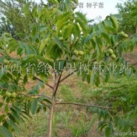 供應3-4公分核桃苗/品種核桃苗
