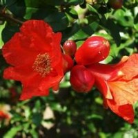 臨沂石榴苗供應(yīng)，石榴苗價格，如意軟籽石榴等