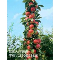 美食觀賞為一體蘋果苗、柱狀蘋果樹苗