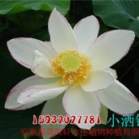 荷美軒(圖)_批發荷花苗_荷花苗