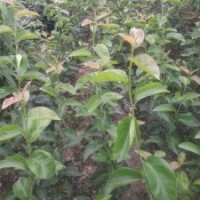 山東泰安柱狀梨批發價格