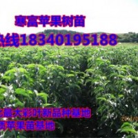 山東寒富蘋果苗，高產寒富蘋果苗