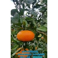 由良柑橘種苗批發|金華由良柑橘種苗|崗峰農場聲名遠揚