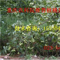 萬州香玲核桃苗基地 萬州香玲核桃苗價格 萬州香玲核桃苗供應