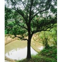 出售各種規格臍橙、蜜柚、蜜桔