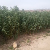 大量供應各種苗木