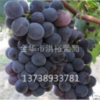 浙江葡萄苗基本培育知識