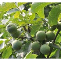 核桃苗木生產(chǎn)廠家|魯粒核桃苗木|核桃苗木生產(chǎn)商