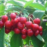 魯粒櫻桃苗木、櫻桃苗木、櫻桃苗木生產廠家