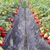 果園出售四季紅樹莓苗、草莓苗、紅顏草莓苗、99草莓