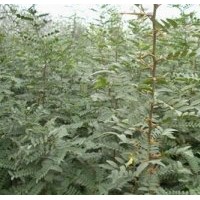 萊蕪皂角刺|洛陽李鐵梁苗木|皂角刺種植技術