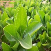 毛冬青價格、冬青、瀅涵苗木中心(查看)