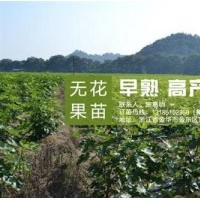 無花果苗,<惠星農場>,浙江金華無花果苗基地