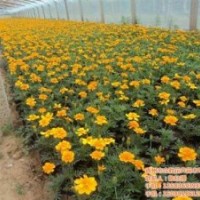 草花基地、福建草花、合勝花卉(多圖)