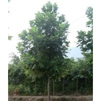 青峰園林專業批發水杉,銅仁柏樹,買柏樹