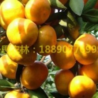 湖南千思果樹柑橘新品種推廣基地 供早熟高糖由良蜜桔苗