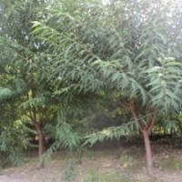 哪里有5公分山桃樹，哪里有叢生山桃樹，哪里有6公分山桃樹，哪里