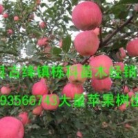 2公分蘋果樹3公分蘋果樹大量出售