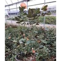 藤本月季花苗的批發價格