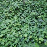 常青藤|陜西營養缽常青藤優化示范新區