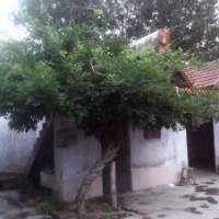 紫藤樹(shù)