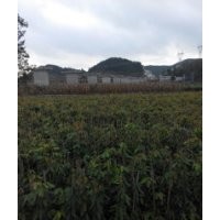 大量油麻騰供應