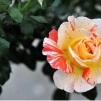 南陽(yáng)月季苗花數(shù)批發(fā)采購(gòu)供應(yīng)需要的來(lái)