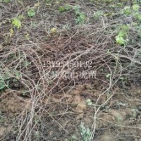 河北省爬山虎苗 價格 數量大 品相好