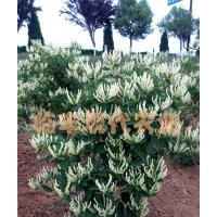 想致富，種植金銀花——北花一號(hào)（全蕾）金銀花