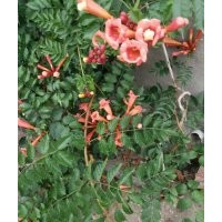 供五葉地錦（爬山虎），凌霄，紫騰，常青騰，刺梅