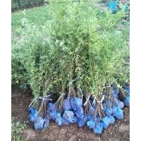 叢生薔薇，藤本月季（帶盆），爬山虎（帶盆）低價出售