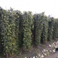 油麻藤批發基地 油麻藤工程苗子價格