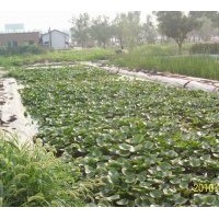 梭魚草種植銷售