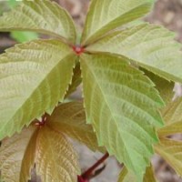 優質五葉爬山虎供應 自產自銷 價格優惠成活率高