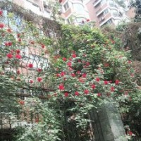 1米高藤本月季紅色龍沙寶石基地價格